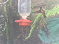 Coeligena bonapartei