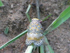 Fulgoromorpha