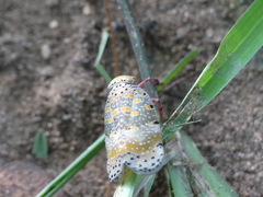 Fulgoromorpha