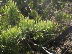 Asparagus crassicladus
