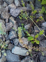 Dracocephalum thymiflorum