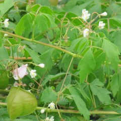 Cardiospermum halicacabum