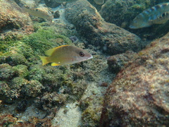 Lutjanus argentiventris