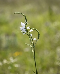 Physostegia angustifolia