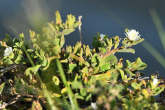 Mesembryanthemum aitonis