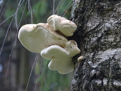 Fomitopsis betulina