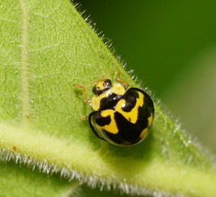 Heterocaria barronensis