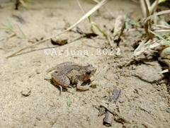 Microhyla palmipes