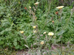 Andryala integrifolia