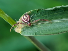 Misumenops