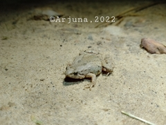 Microhyla palmipes