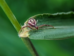 Misumenops