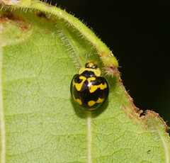 Heterocaria barronensis