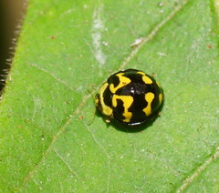 Heterocaria barronensis