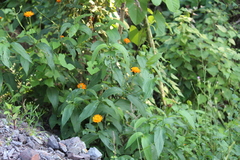 Lasianthaea macrocephala