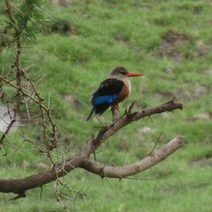 Halcyon leucocephala