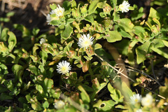 Mesembryanthemum aitonis