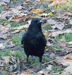 Corvus corone