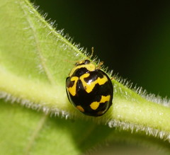 Heterocaria barronensis