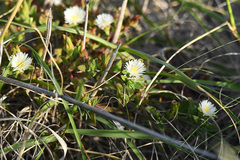 Mesembryanthemum aitonis