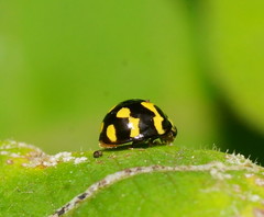 Heterocaria barronensis