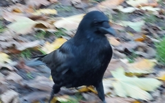 Corvus corone