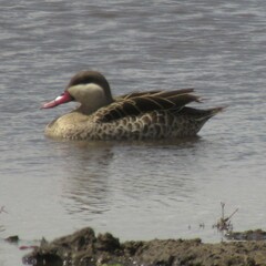 Anas erythrorhyncha
