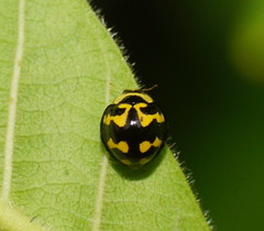 Heterocaria barronensis