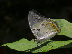 Polyura delphis