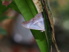 Eulaceura osteria