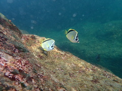 Johnrandallia nigrirostris