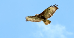 Buteo trizonatus