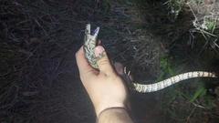 Cyclodomorphus gerrardii