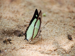 Polyura jalysus