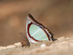 Polyura jalysus
