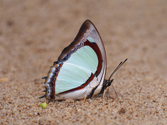 Polyura jalysus