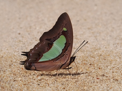 Polyura athamas