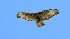 Buteo trizonatus