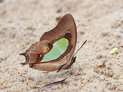 Polyura hebe