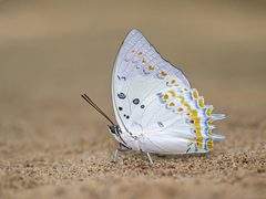 Polyura delphis