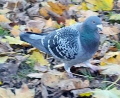 Columba livia domestica