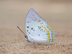 Polyura delphis