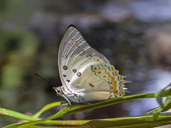 Polyura delphis