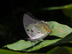 Polyura delphis