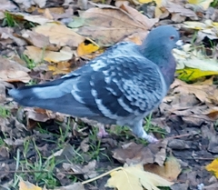 Columba livia domestica