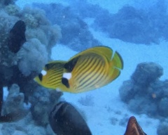 Chaetodon fasciatus