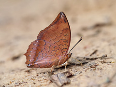 Charaxes bernardus