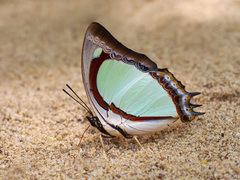 Polyura jalysus