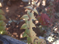 Crassula perforata