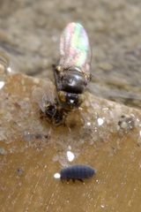 Hydrellia albilabris